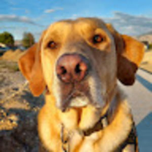 Meet your Posher, Dylan